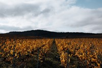 Wijngaarden van Franck Bonville Champagne